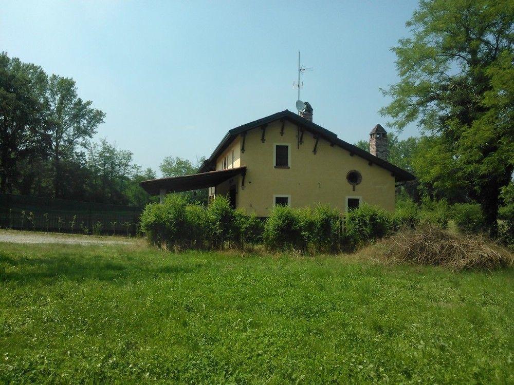 Helianthus * Oleggio